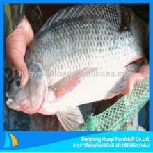 Congelado tilapia entera barata limpia